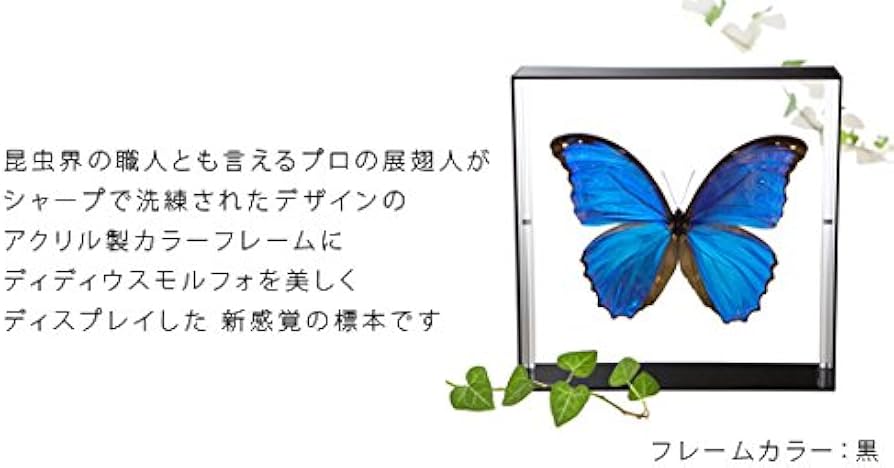 Amazon.co.jp: 蝶の標本 ディディウスモルフォ Morpho didius モルフォ