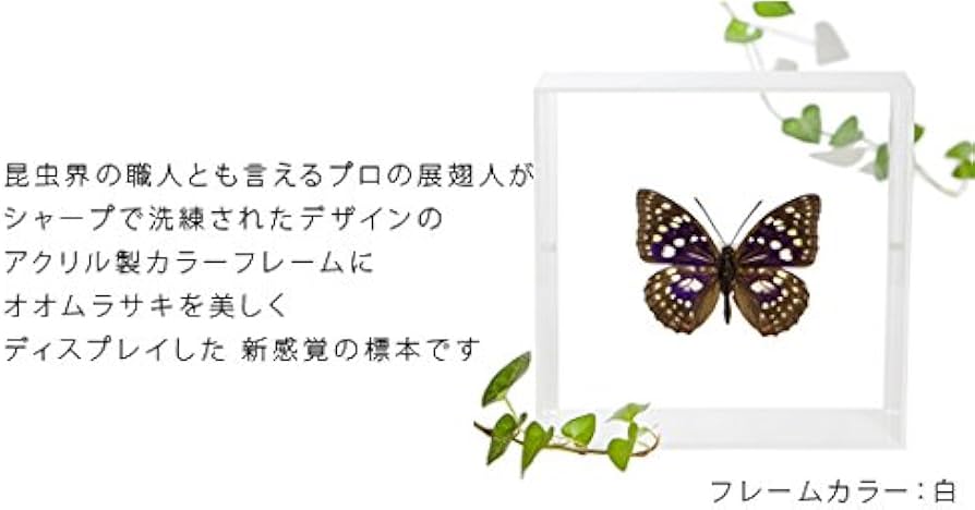 Amazon.co.jp: 蝶の標本 オオムラサキ S.charonda タテハチョウ