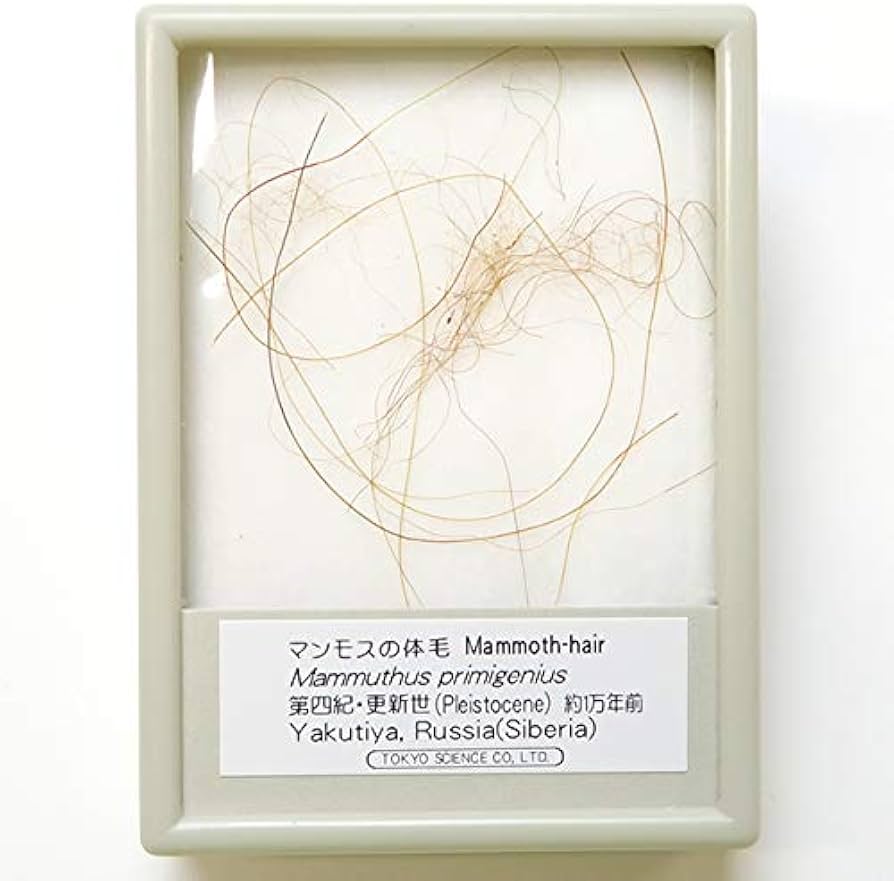 Amazon | SCIENCE 化石標本Woolly Mammoth Hair「マンモス 実物の体毛