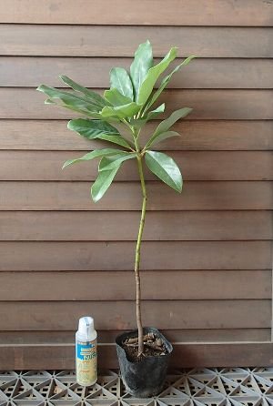 Amazon | ユズリ葉（ユズリハ） | 植木