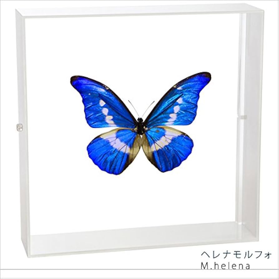 Amazon.co.jp: 蝶の標本 ヘレナモルフォ Morpho helena モルフォチョウ