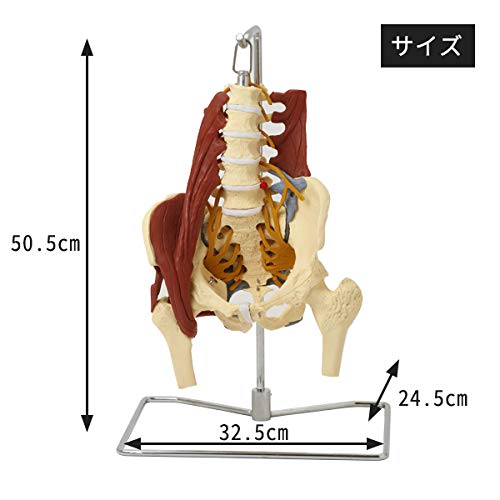 Amazon.co.jp: 7ウェルネ 骨盤模型 人体模型 (主要筋・靭帯・神経付