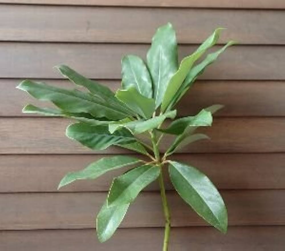 Amazon | ユズリ葉（ユズリハ） | 植木