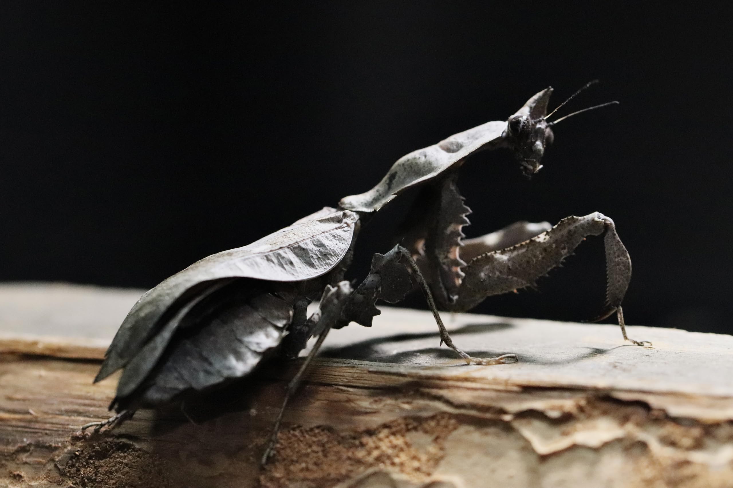 Amazon.co.jp: マオウカレハカマキリ Parablepharis kuhlii