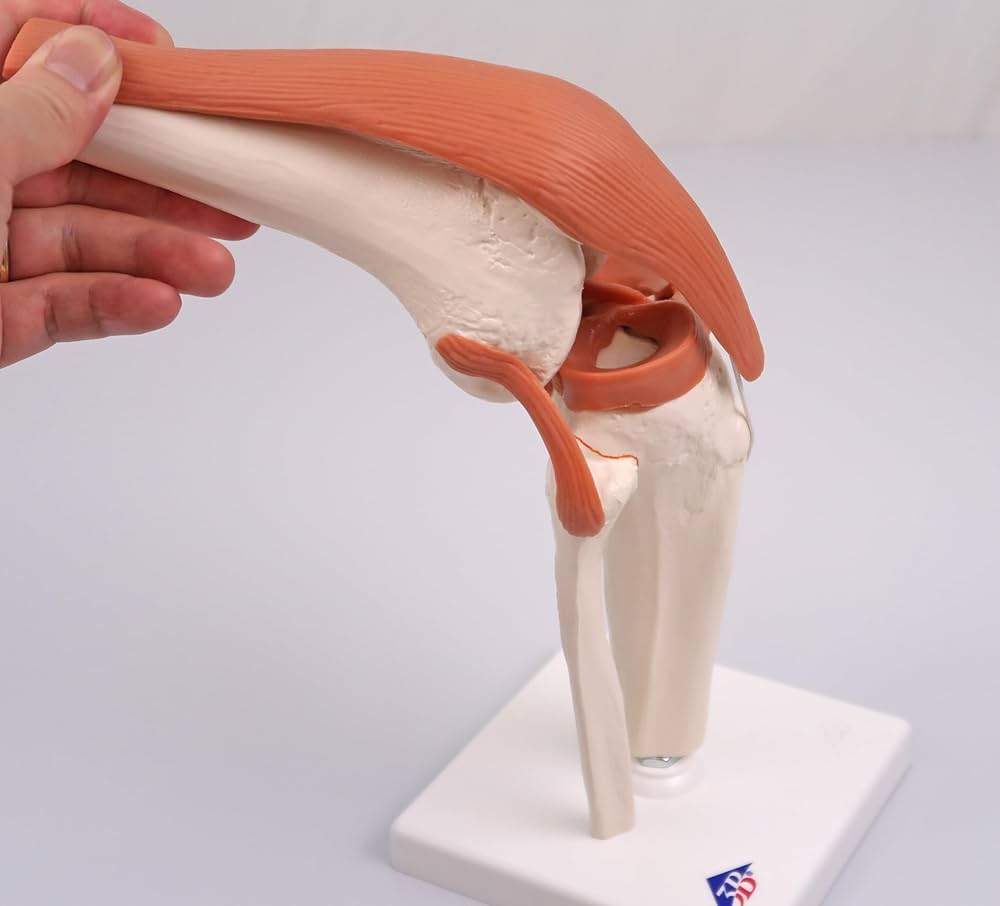 Amazon.co.jp: 可動型の膝関節模型，伸縮性のある靭帯付き - 膝関節