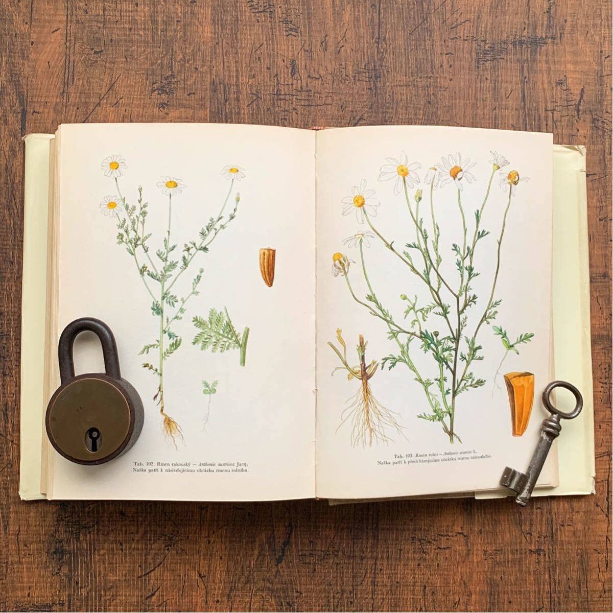 158点の美しい植物画]チェコの古いさ植物図鑑(1936年)/ボタニカル