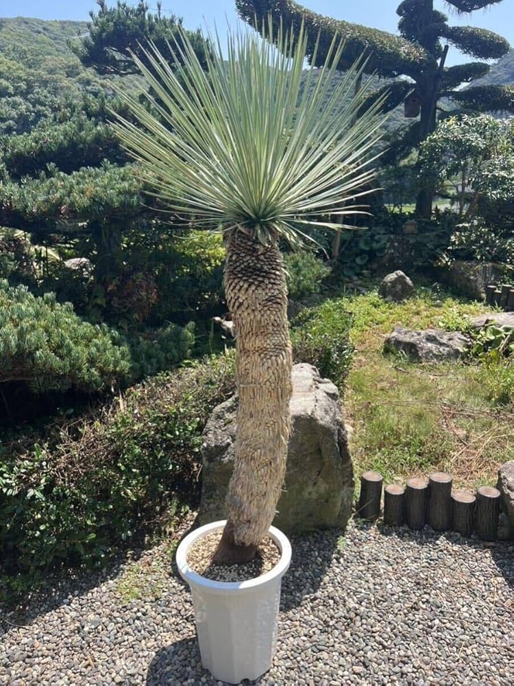 ユッカ ロストラータ 【公式通販】