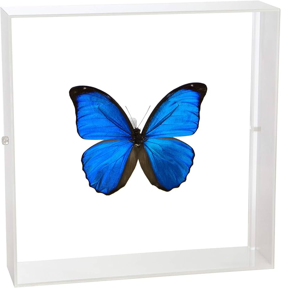 Amazon.co.jp: 蝶の標本 メネラウスモルフォ Morpho meneraus モルフォ