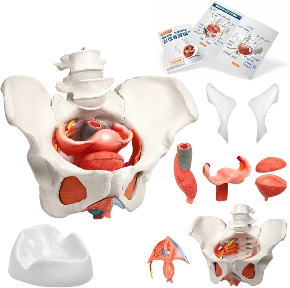 Amazon.co.jp: KIYOMARU 骨盤底筋付き女性骨盤模型 人体模型 8パーツ
