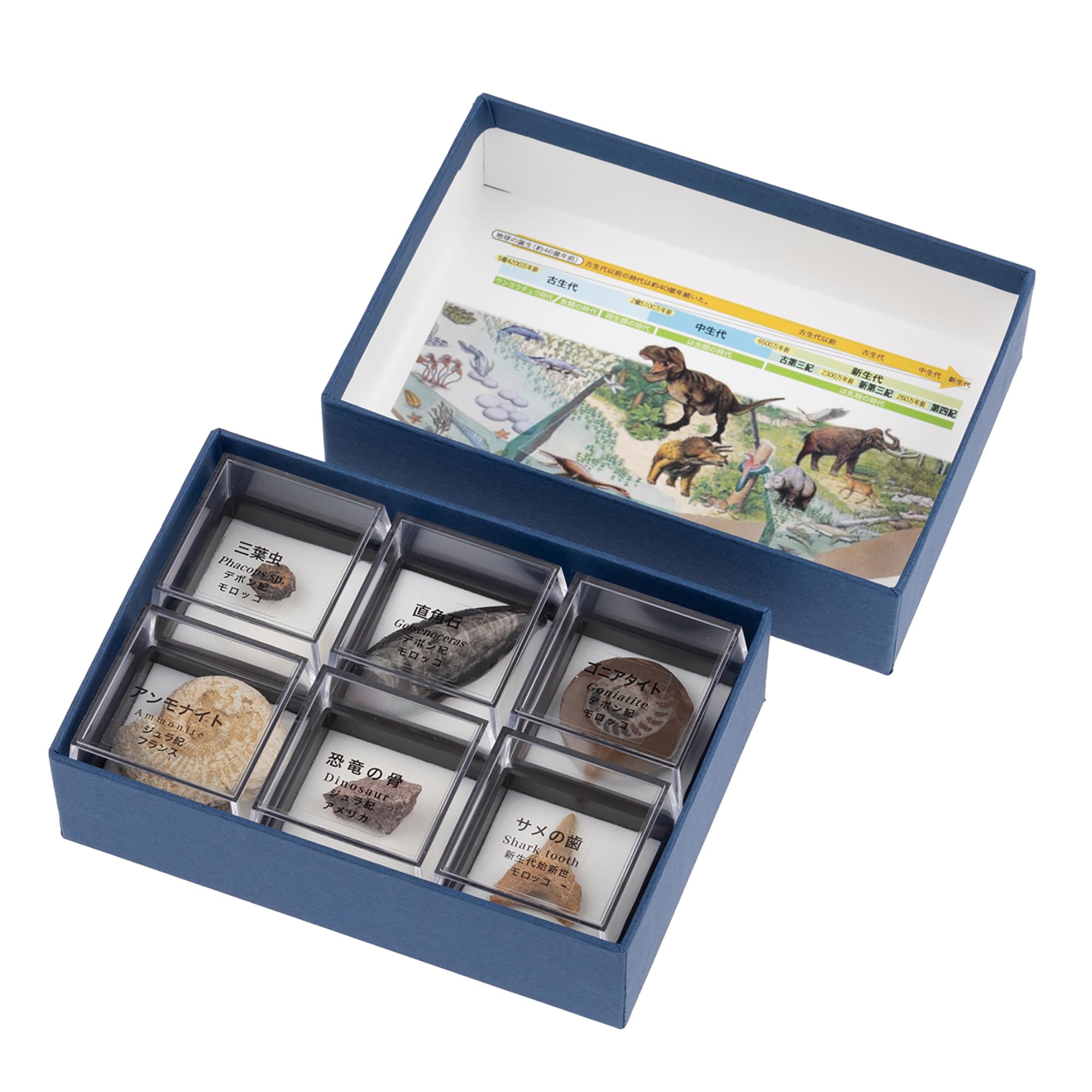いろんな化石 セット 古代生物 標本 研究 コレクション いろんな化石