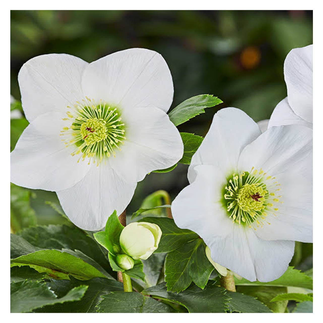 Amazon.co.jp: 早咲きクリスマスローズ 雪の妖精HGCリサン13.5cmポット