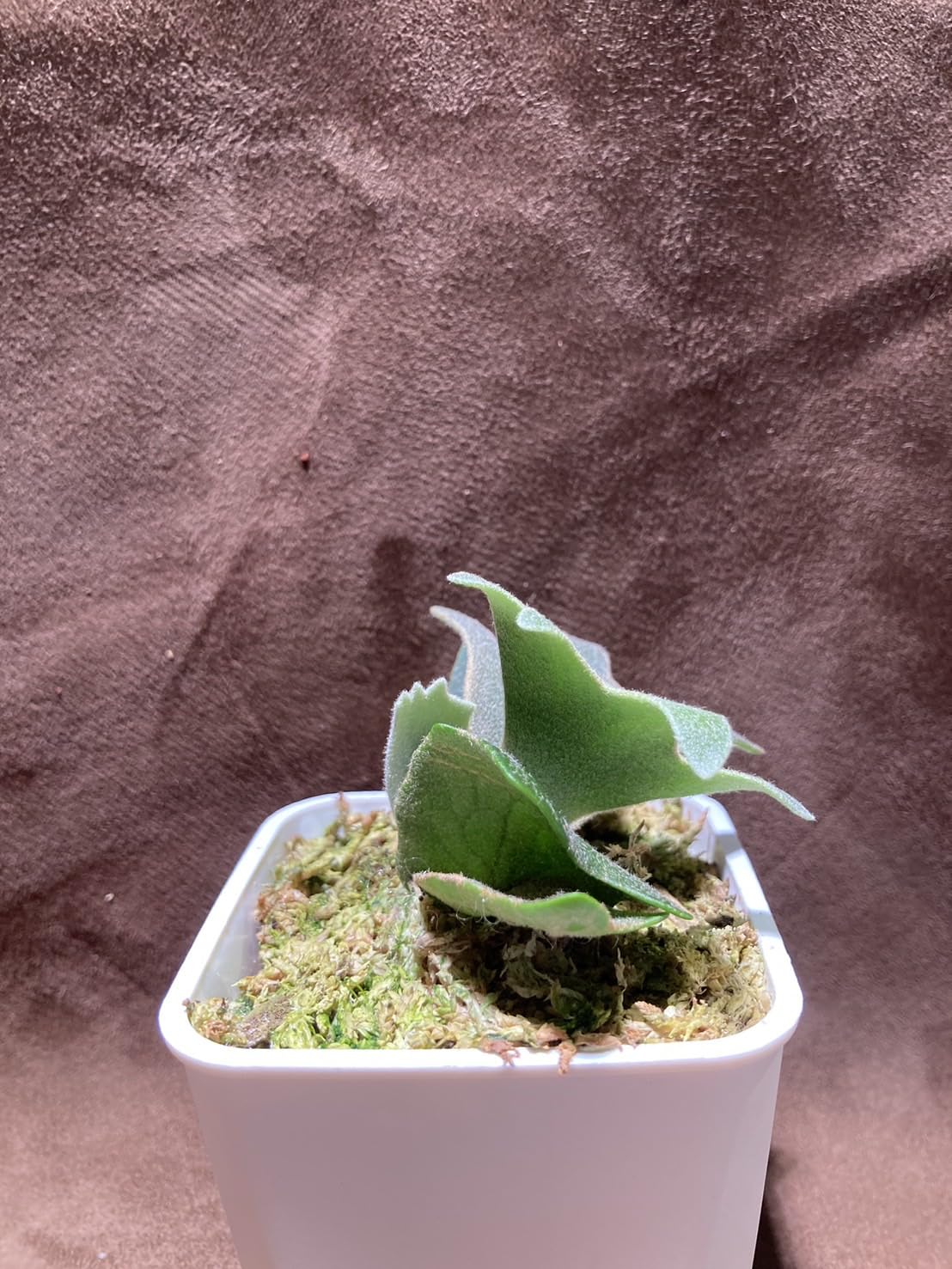 Amazon｜【Plants Links】ビカクシダ ウィリンキー ナノ スポア Nano