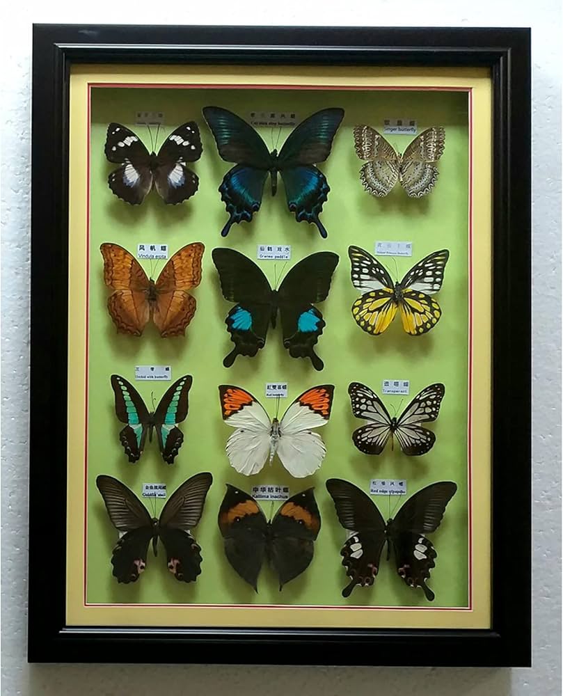 蝶の標本 30匹額装 蝶の標本 30匹額装