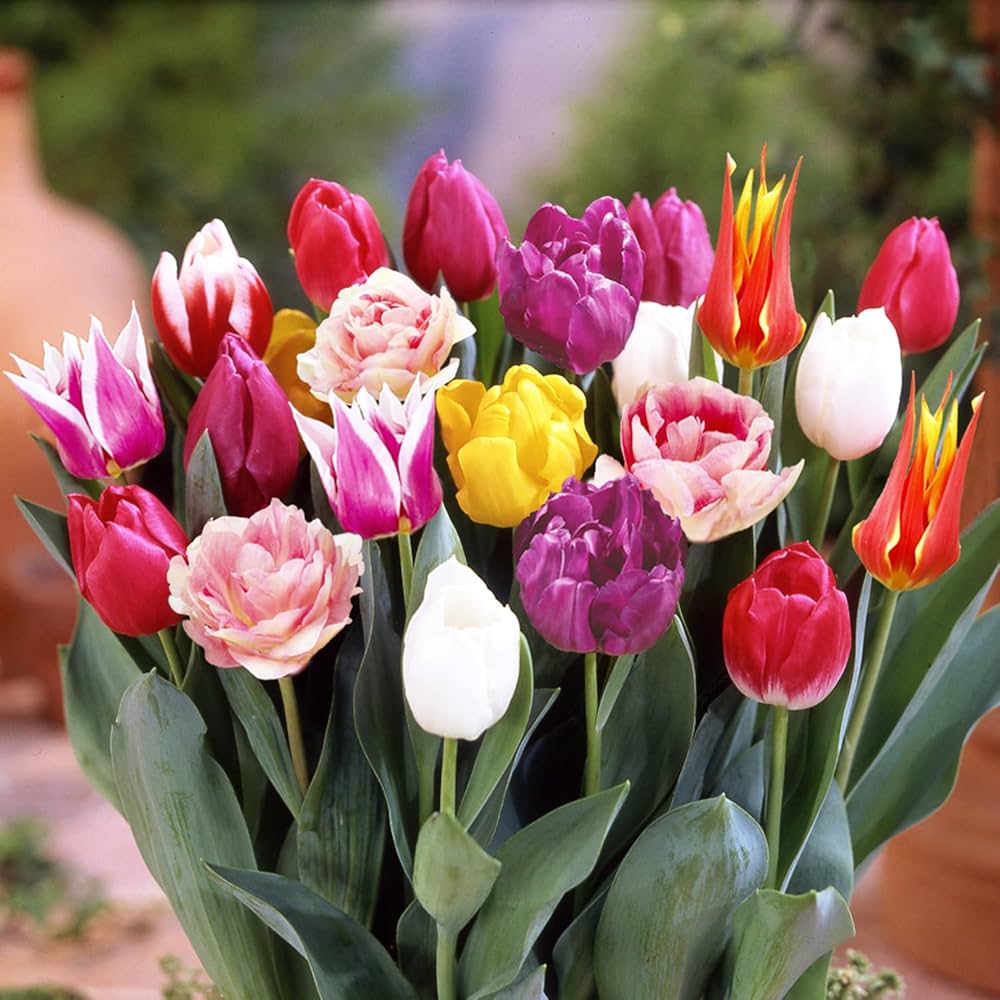 Amazon | ごちゃまぜ てんこ盛り おまかせチューリップ 球根 500球