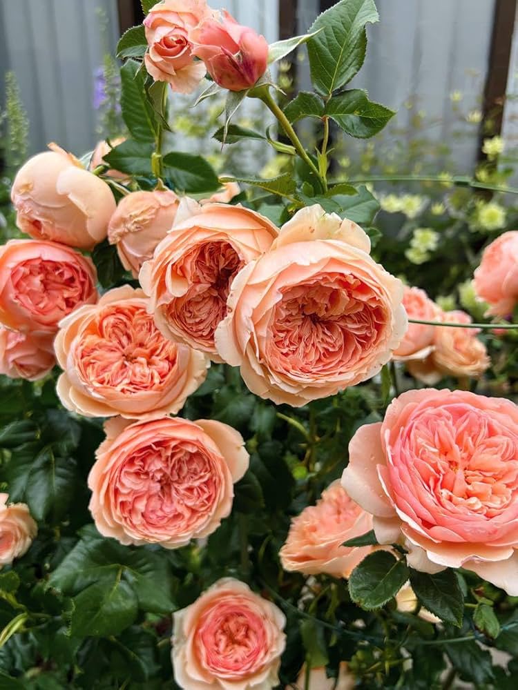 Amazon.co.jp: バラ苗 和バラ 人気種 四季咲き : DIY・工具・ガーデン