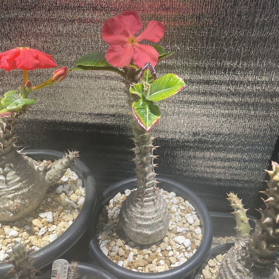 Amazon.co.jp: パキポディウム ウィンゾリー 実生 極太 アームタイプ