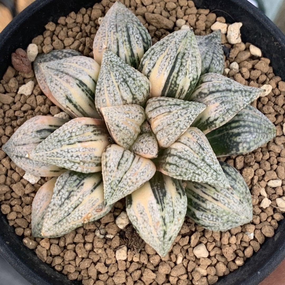 Amazon｜多肉植物 ハオルチア ピクタ錦 極上斑 大株｜観葉植物