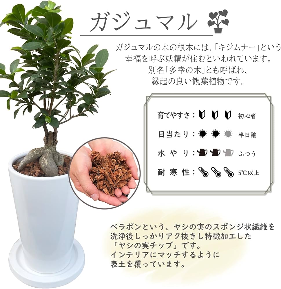 Amazon｜花のギフト社 ガジュマル ガジュマルの木 観葉植物 本物