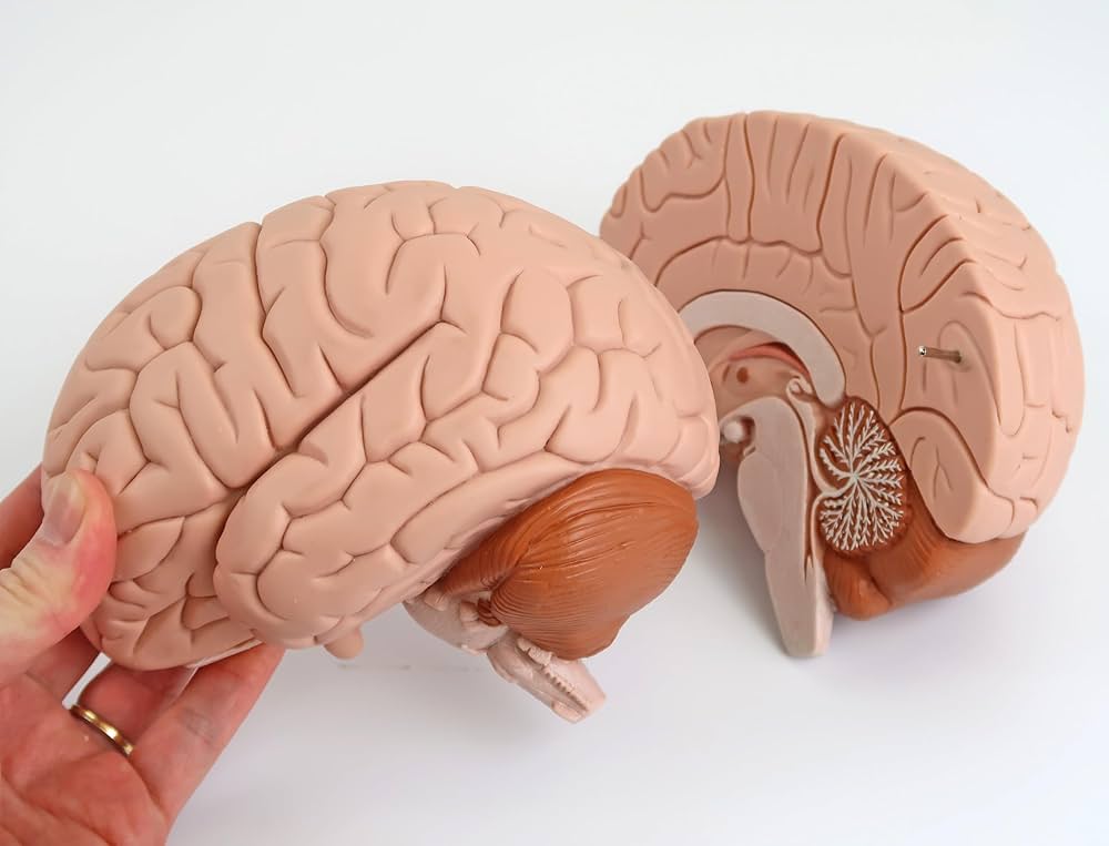 Amazon.co.jp: 脳の正中矢状面を観察できる脳模型 - 脳，2分解モデル