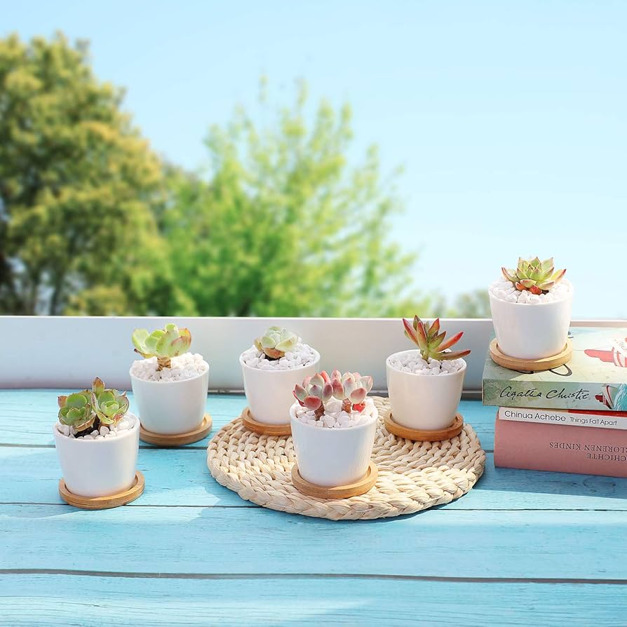 Amazon.co.jp: T4U 6.5CM 陶器鉢 白 植木鉢 多肉植物鉢 サボテン鉢