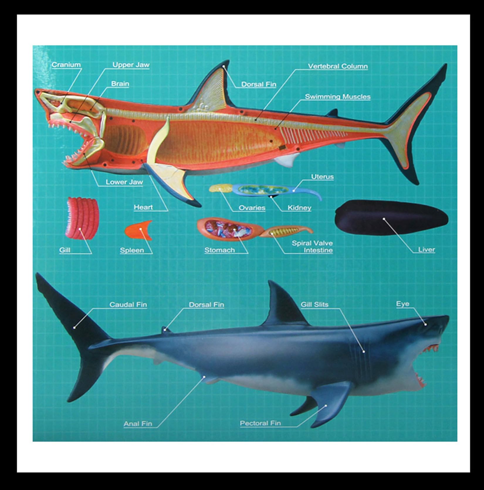 Amazon | BACALYSO | 4D VISION サメ リアル フィギュア 立体パズル