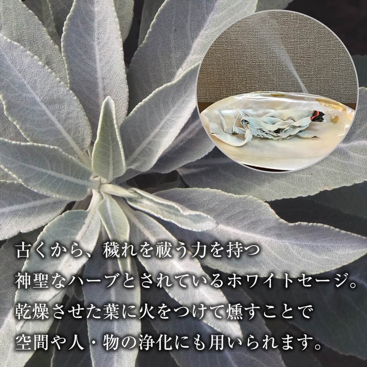 Amazon | 無農薬 ホワイトセージ 枝付き (クラスター) 約100g