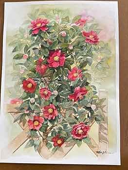 71CLD64WllL._AC_UF350,