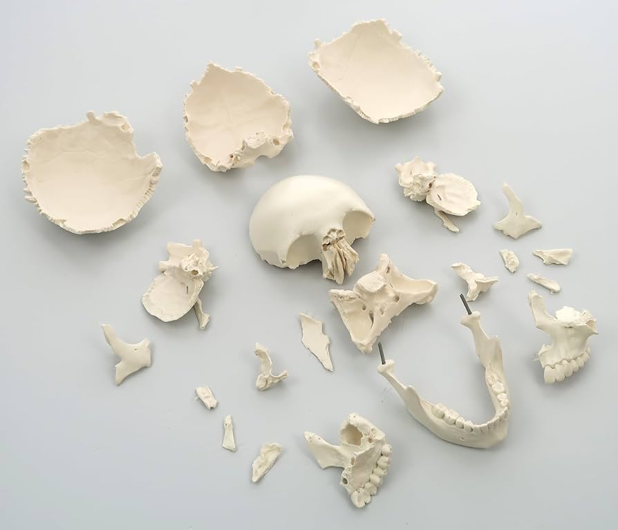 Amazon | 3B社 頭蓋骨模型 頭蓋骨22分解キットナチュラルカラー仕様