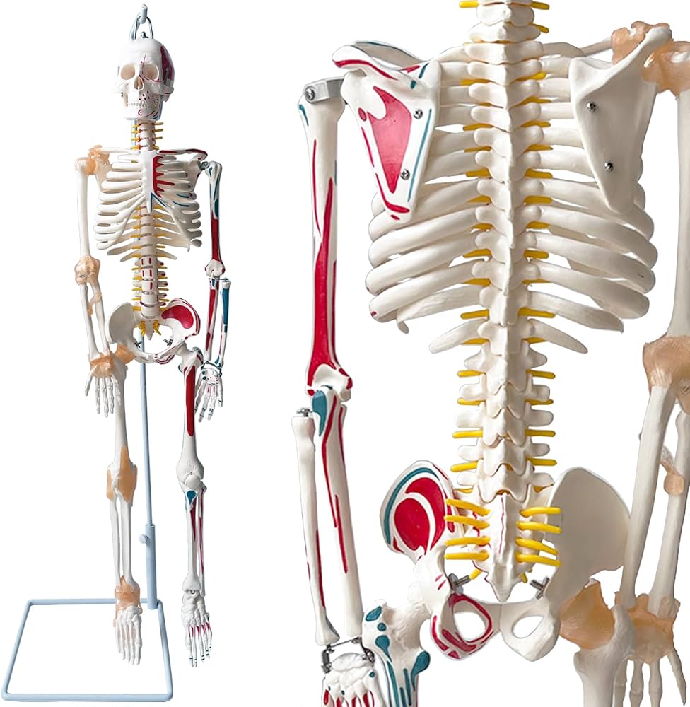 骨格模型をつくる 上肢モデル 1-4 デアゴスティーニ 非売品 小型人体