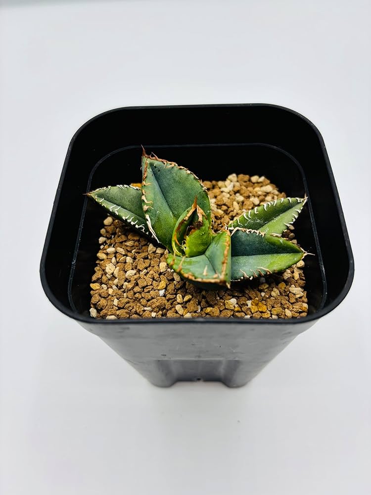 Amazon｜アガベ チタノタ 麻花龍/Agave titanota 'Ma Hua Long'/観葉