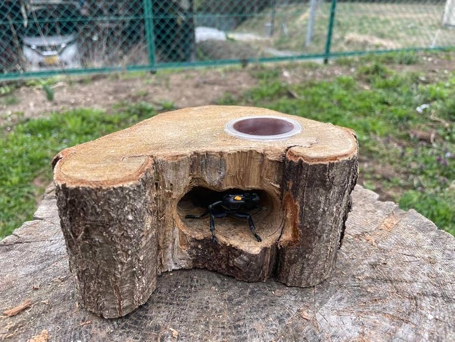 クワリウム 特大サイズ シェルター 登り木 エサ台 Amazon.co.jp