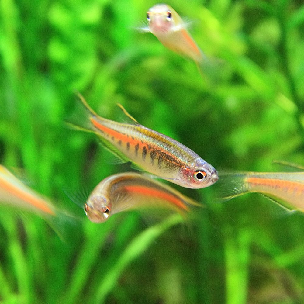 Amazon | (熱帯魚)オレンジグリッターダニオ （約2cm）＜4匹＞[生体