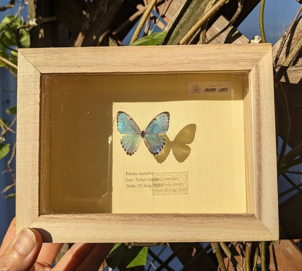 カキカモルフォ 標本 専門的な箱 カキカモルフォ 標本 専門的な箱