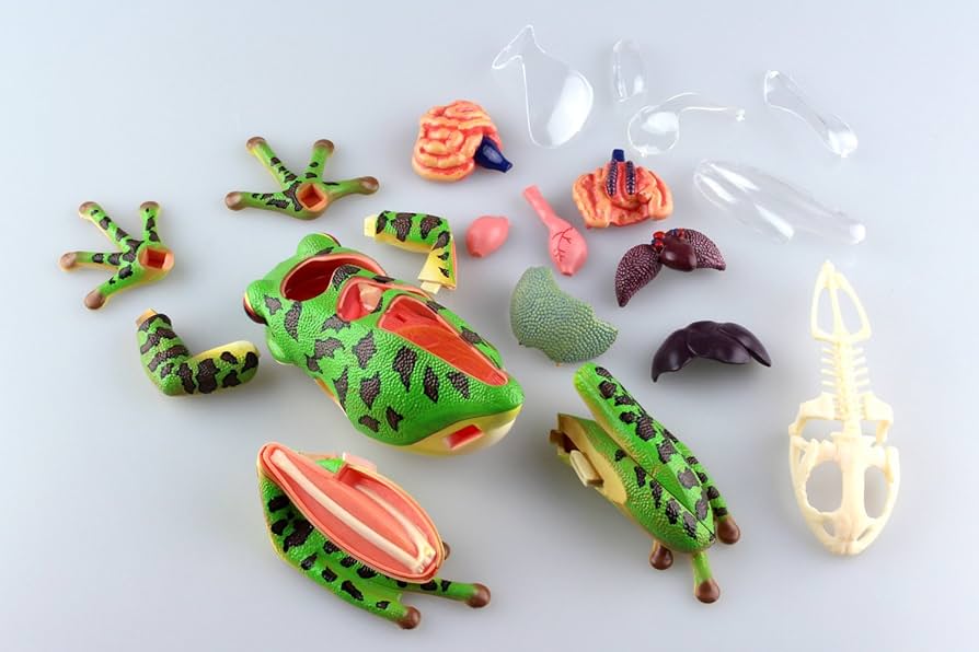 Amazon.co.jp: スカイネット 立体パズル 4D VISION 動物解剖 No.05