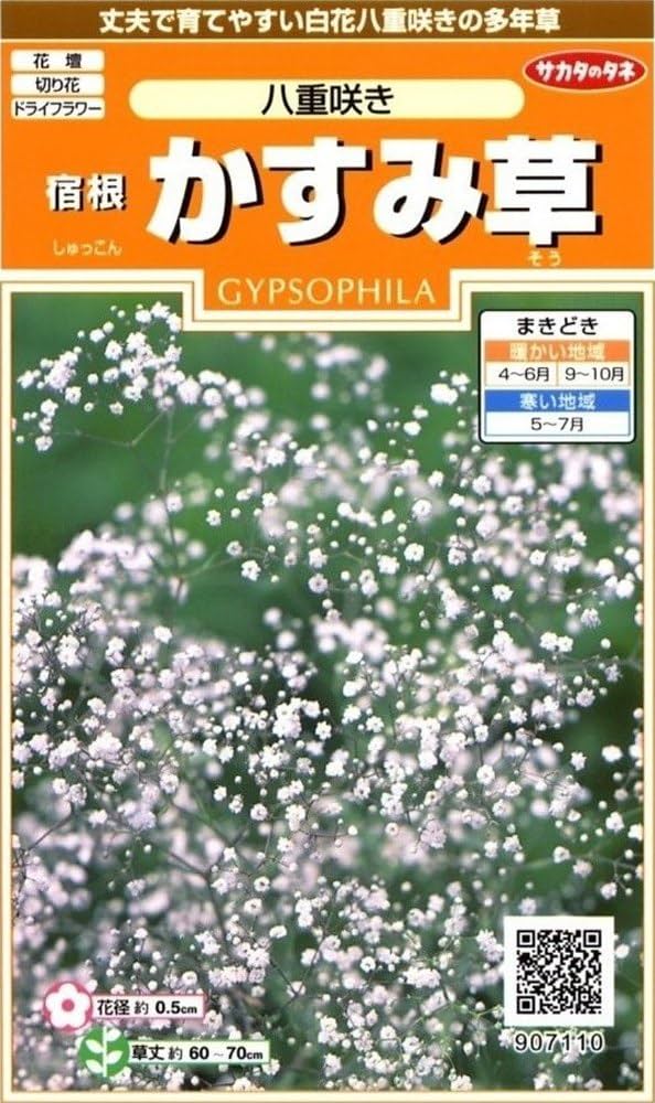 Amazon | サカタのタネ 実咲花7110 宿根かすみ草 八重咲き 00907110 | 草