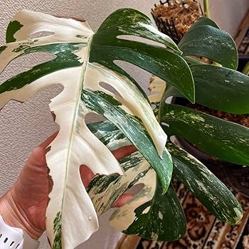 Amazon.co.jp: 大株 斑入りモンステラ ホワイトタイガー : ホーム