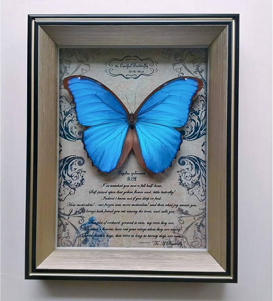 Amazon.co.jp: ジャイアントブルーモルフォ蝶標本、本物の