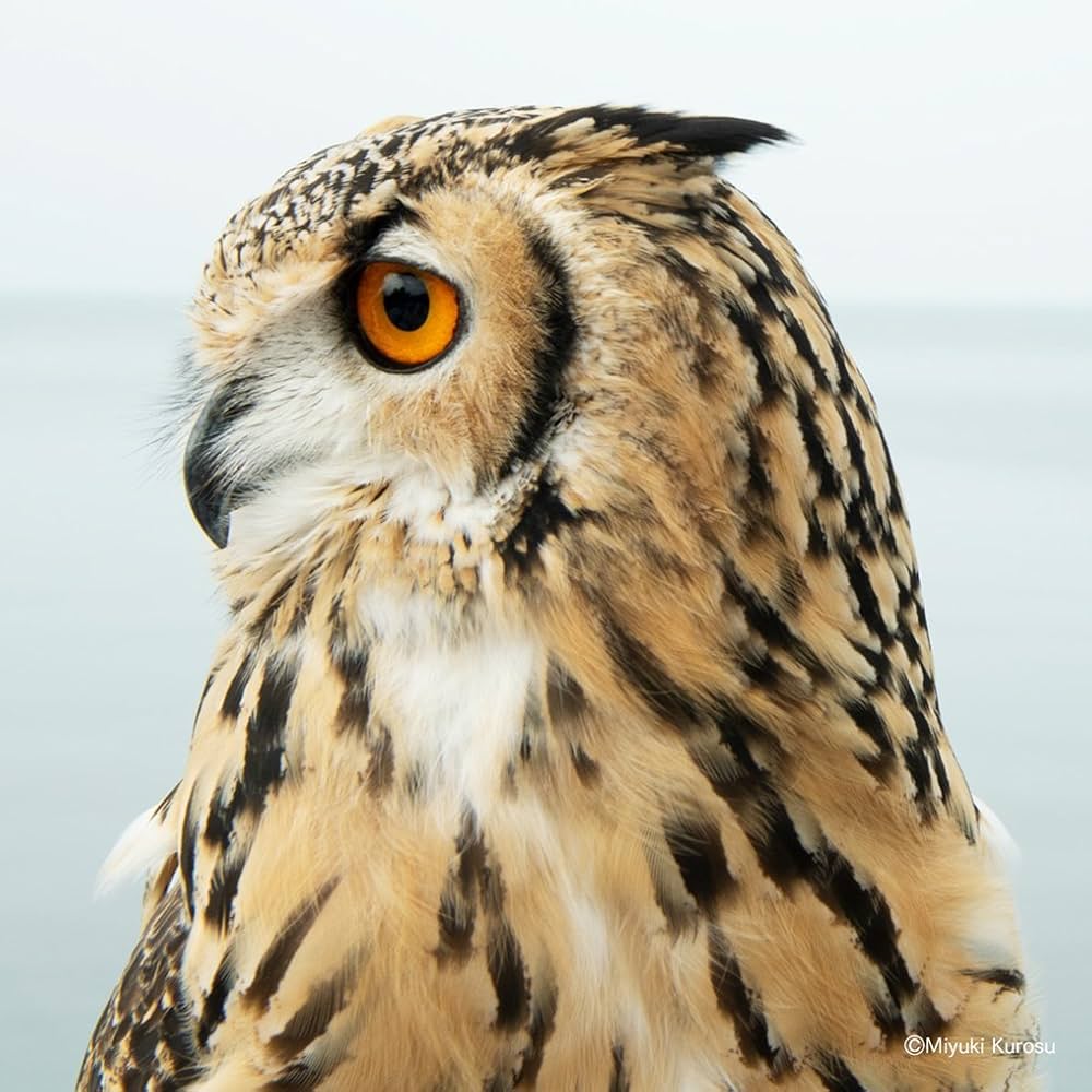 Amazon.com: もふもふフクロウ ガルーさんの休日: 9784396616595: げん