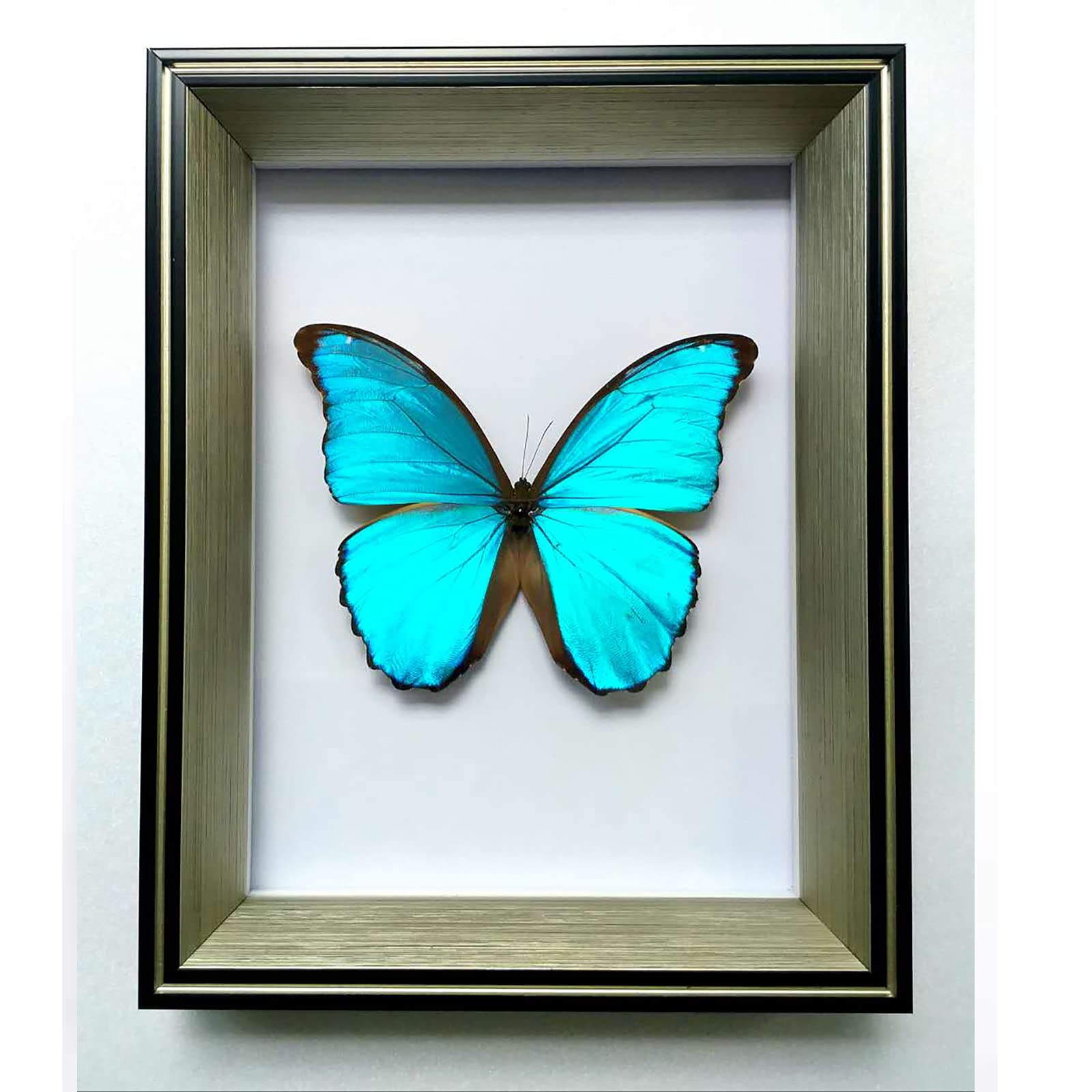 最終価格‼️エガー-モルフォチョウ♀ 標本ブルー型南米ブラジル産 美麗