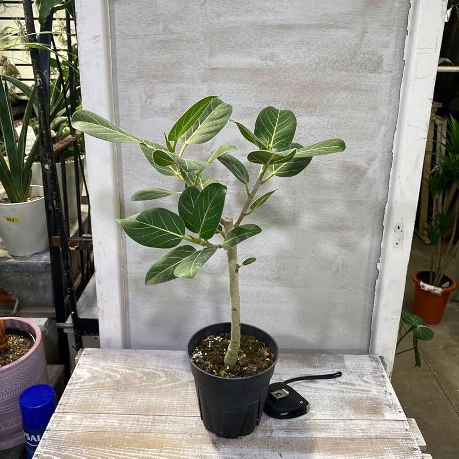 Amazon.co.jp: フィカス ベンガレンシス オードリー① 5号 鉢底から約