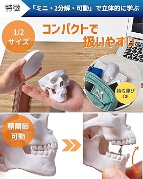 Amazon.co.jp: KIYOMARU 手のひらサイズのミニ頭蓋骨模型 人体模型