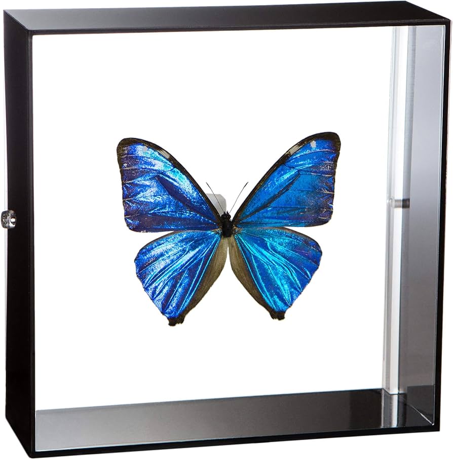 Amazon.co.jp: 蝶の標本 エガモルフォ Morpho aega モルフォチョウ