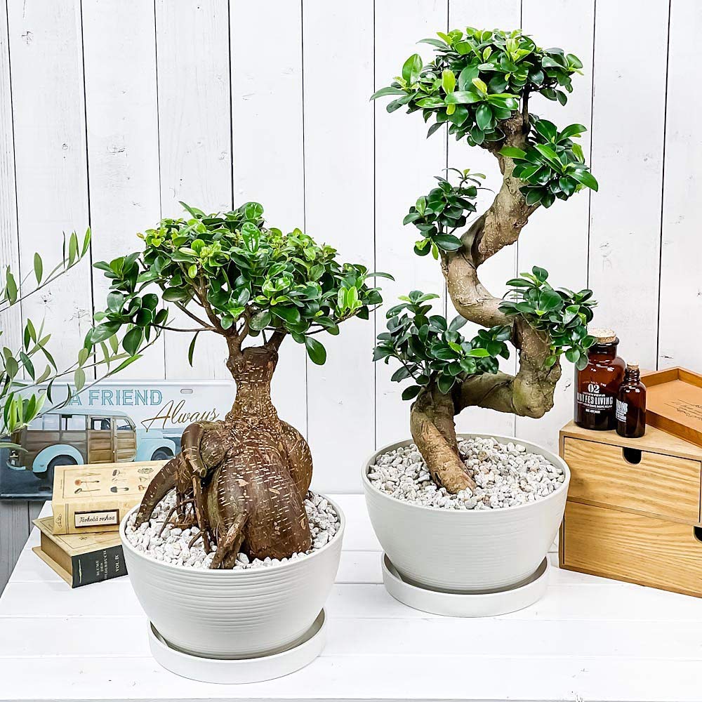 希少！ 太幹 曲がり 昇り龍ガジュマル 根上りガジュマル7号 希少！ 太