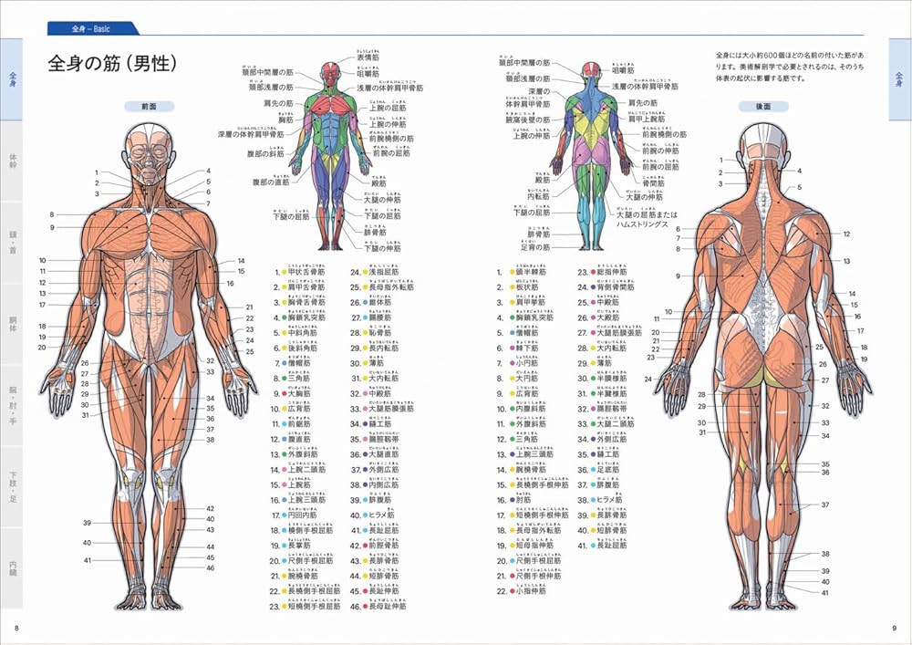 Amazon.co.jp: 美術解剖学の基本マニュアル : 加藤 公太: 本