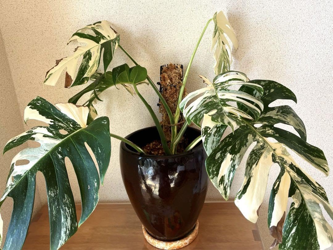 Amazon.co.jp: 大株 斑入りモンステラ ホワイトタイガー : ホーム