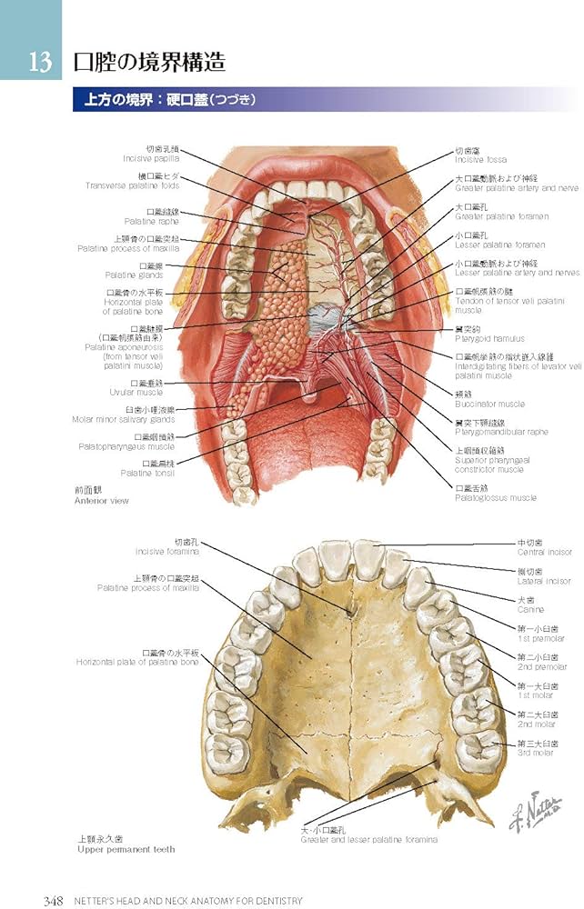 ネッター頭頸部・口腔顎顔面の臨床解剖学アトラス 原著第3版 | Neil S