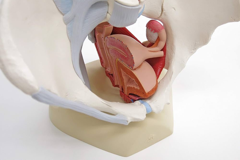 Amazon.co.jp: 骨盤靭帯や骨盤底筋，生殖器の断面などを観察できる女性