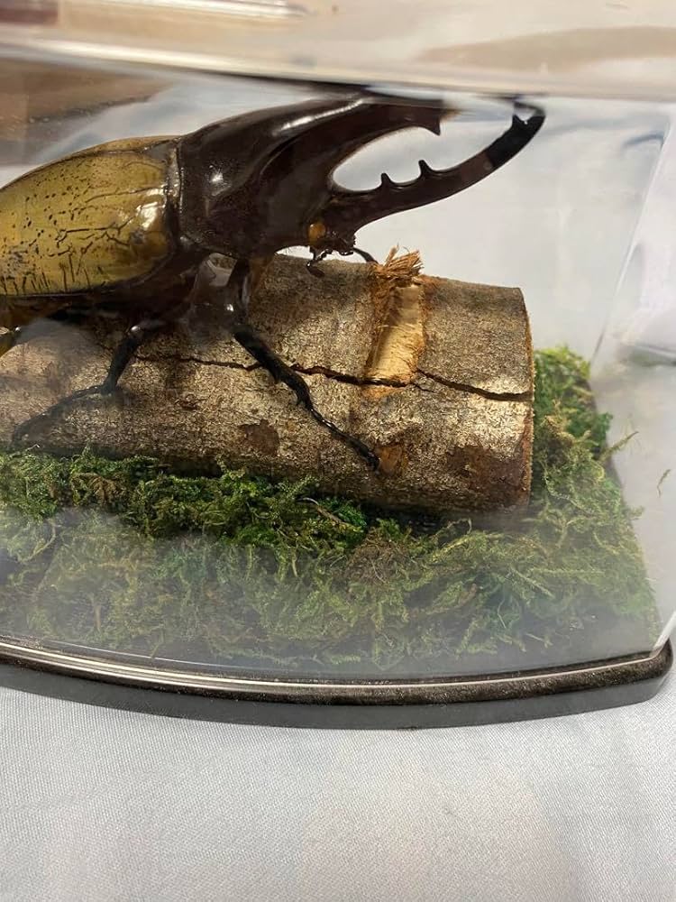 Amazon.co.jp: カブトムシ 標本 透明ケース入り ヘラクレスオオカブト