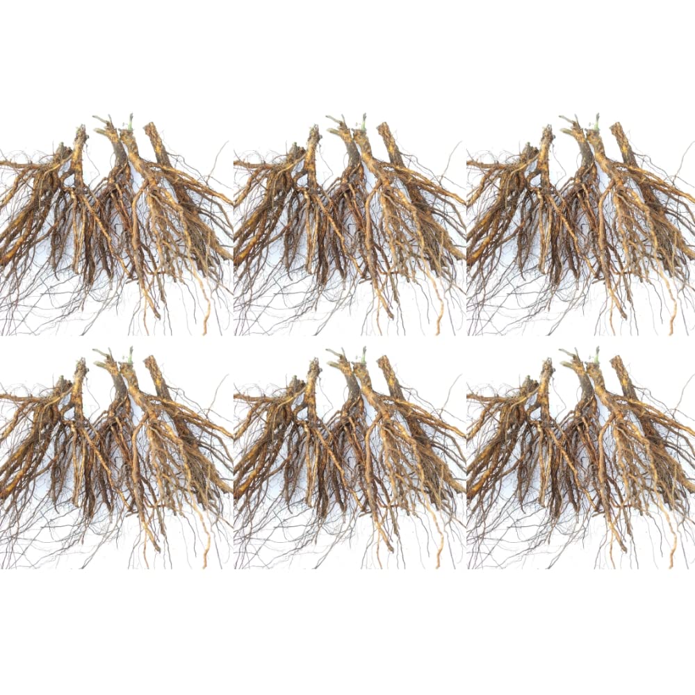 Amazon.co.jp: 《国産Aグレード品 バラ切り接ぎ用台木》 ノイバラ (30