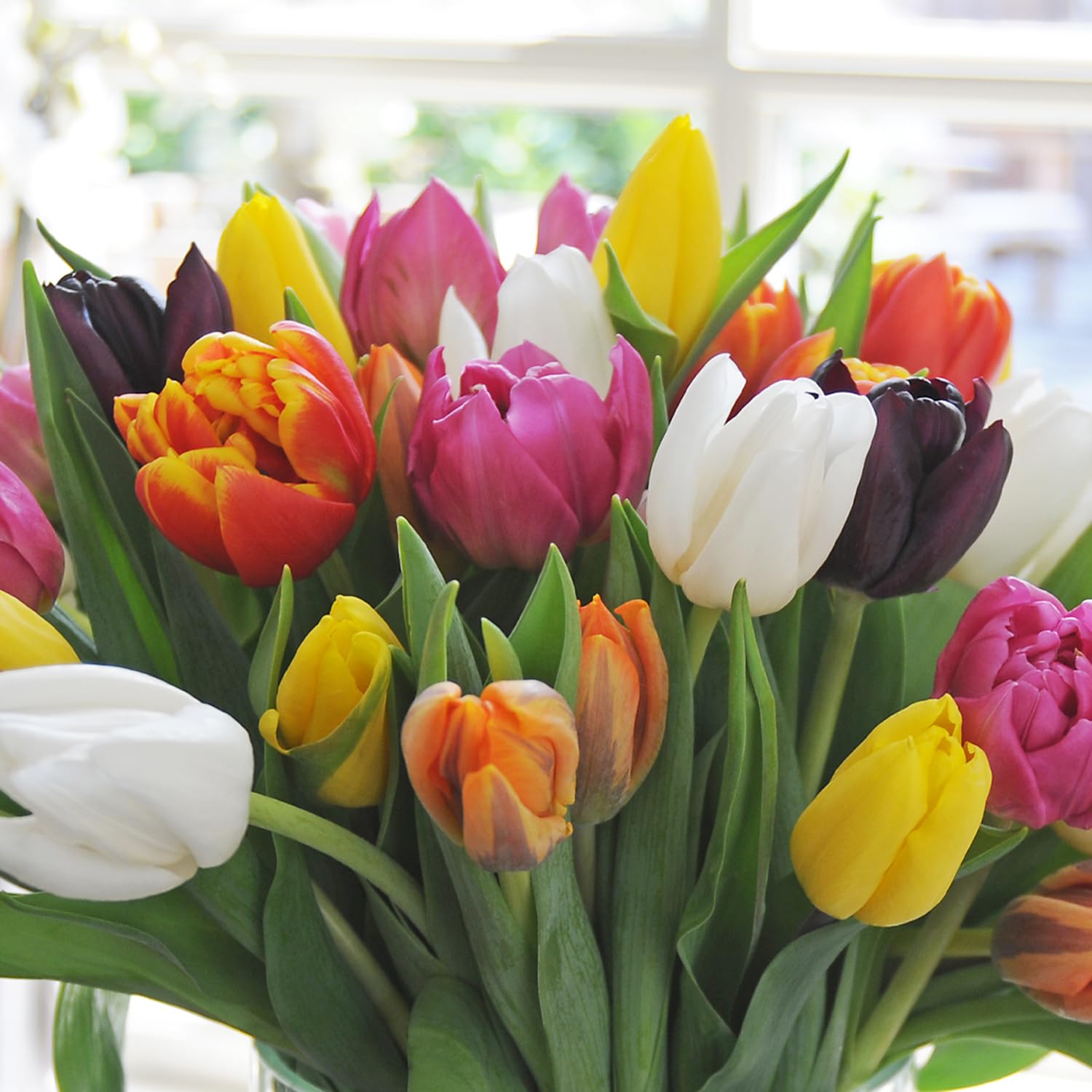 Amazon | ごちゃまぜ てんこ盛り おまかせチューリップ 球根 500球